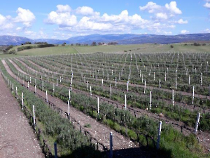 Wein-2